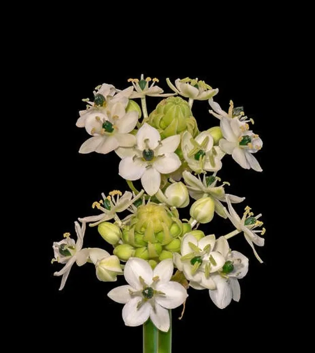 Framed Print : Fine art still life colorful floral macro of two / a pair of white green cluster / circle of Star-of-Bethlehem Framed Print : Fine art still life colorful floral macro of two / a pair of white green cluster / circle of Star-of-Bethlehem