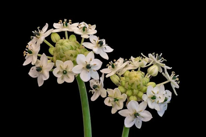 Framed Print : Fine art still life colorful floral macro of two / a pair of white green cluster / circle of Star-of-Bethlehem Framed Print : Fine art still life colorful floral macro of two / a pair of white green cluster / circle of Star-of-Bethlehem