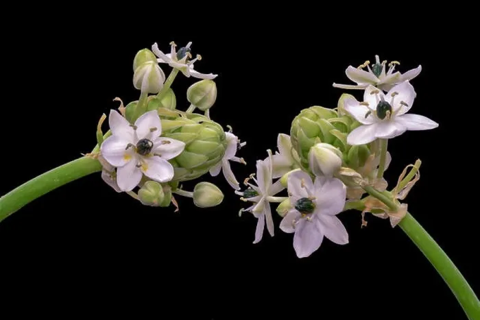 Framed Print : Fine art still life colorful floral macro of two / a pair of white green cluster / circle of Star-of-Bethlehem Framed Print : Fine art still life colorful floral macro of two / a pair of white green cluster / circle of Star-of-Bethlehem