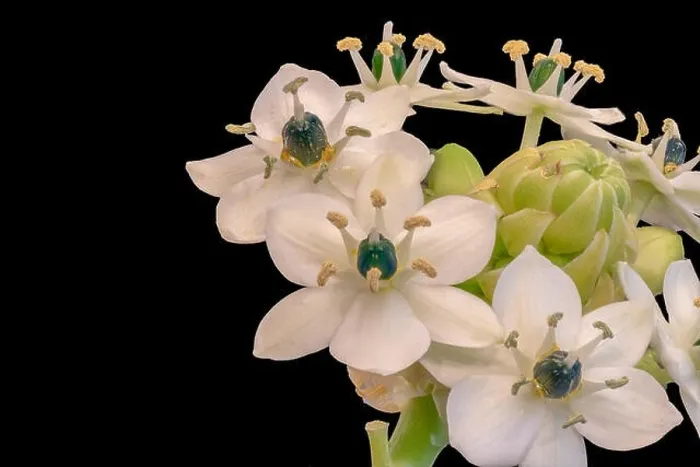 Framed Print : Fine art still life colorful floral macro of a white green cluster / circle of Star-of-Bethlehem / ornithogalum flower Framed Print : Fine art still life colorful floral macro of a white green cluster / circle of Star-of-Bethlehem / ornithogalum flower