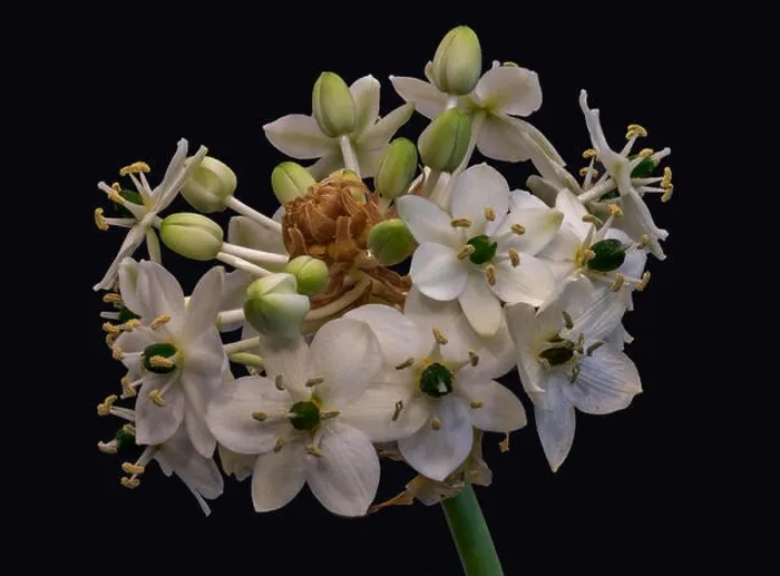 Framed Print : Fine art still life colorful floral macro of a white green cluster / circle of Star-of-Bethlehem / ornithogalum flower Framed Print : Fine art still life colorful floral macro of a white green cluster / circle of Star-of-Bethlehem / ornithogalum flower