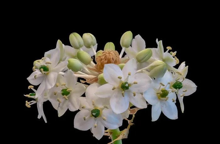 Framed Print : Fine art still life colorful floral macro of a white green cluster / circle of Star-of-Bethlehem / ornithogalum flower Framed Print : Fine art still life colorful floral macro of a white green cluster / circle of Star-of-Bethlehem / ornithogalum flower
