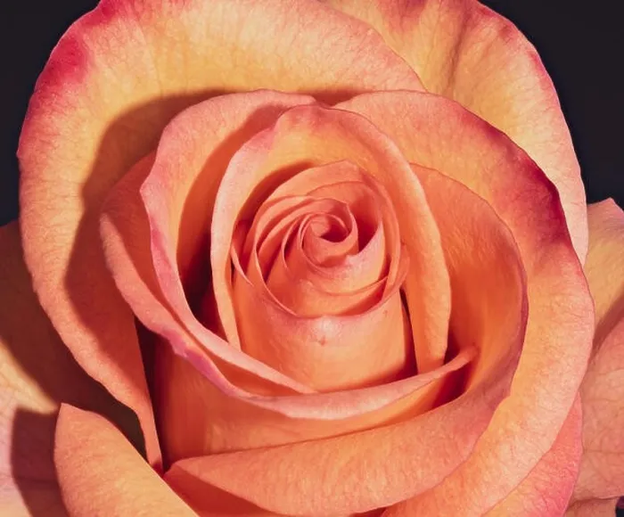 Framed Print : Fine art still life colorful flower macro portrait of a single isolated orange red blooming rose blossom on black Framed Print : Fine art still life colorful flower macro portrait of a single isolated orange red blooming rose blossom on black