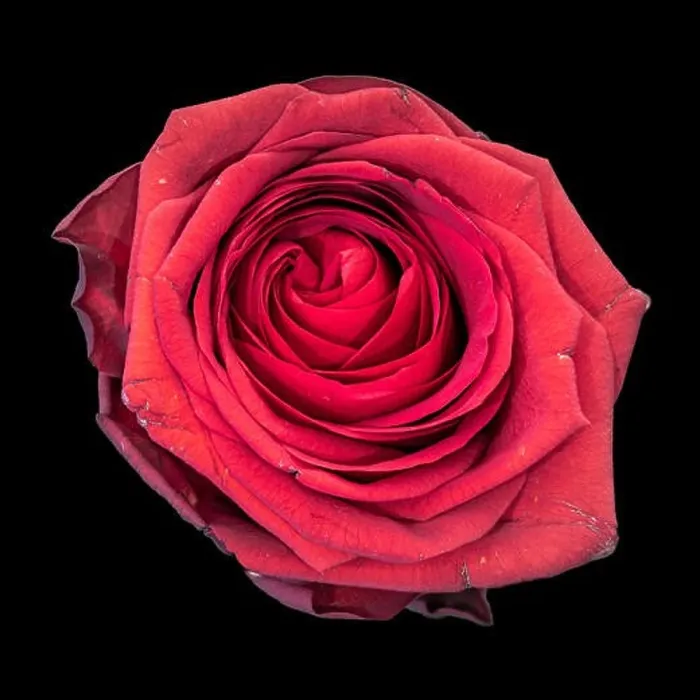 Framed Print : Fine art still life colorful flower macro of a single isolated blooming deep red rose blossom with detailed texture Framed Print : Fine art still life colorful flower macro of a single isolated blooming deep red rose blossom with detailed texture