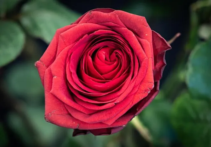 Framed Print : Fine art still life colorful flower macro of a single isolated blooming deep red rose blossom with detailed texture Framed Print : Fine art still life colorful flower macro of a single isolated blooming deep red rose blossom with detailed texture
