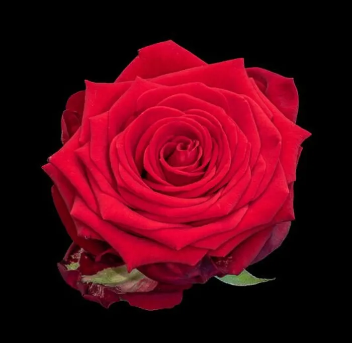 Framed Print : Fine art still life colorful flower macro of a single isolated blooming deep red rose blossom with detailed texture Framed Print : Fine art still life colorful flower macro of a single isolated blooming deep red rose blossom with detailed texture