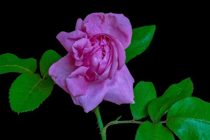 Framed Print : Fine art still life colorful flower front view macro of a single isolated blooming bright pink rose blossom and leaves Framed Print : Fine art still life colorful flower front view macro of a single isolated blooming bright pink rose blossom and leaves