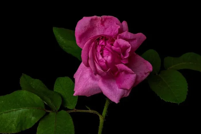 Framed Print : Fine art still life colorful flower front view macro of a single isolated blooming deep pink rose blossom and leaves Framed Print : Fine art still life colorful flower front view macro of a single isolated blooming deep pink rose blossom and leaves