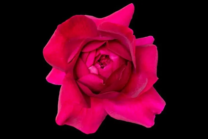 Framed Print : Fine art still life colorful flower top view macro of a single isolated blooming deep red rose blossom with detailed