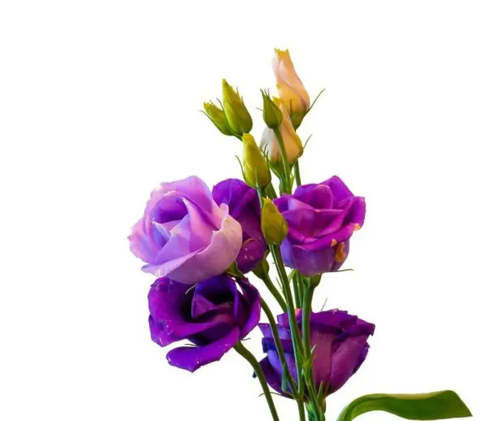 Framed Print : Fine art still life colorful macro of a bunch of violet blue lisianthus / showy prairie gentian / texas bluebell Framed Print : Fine art still life colorful macro of a bunch of violet blue lisianthus / showy prairie gentian / texas bluebell