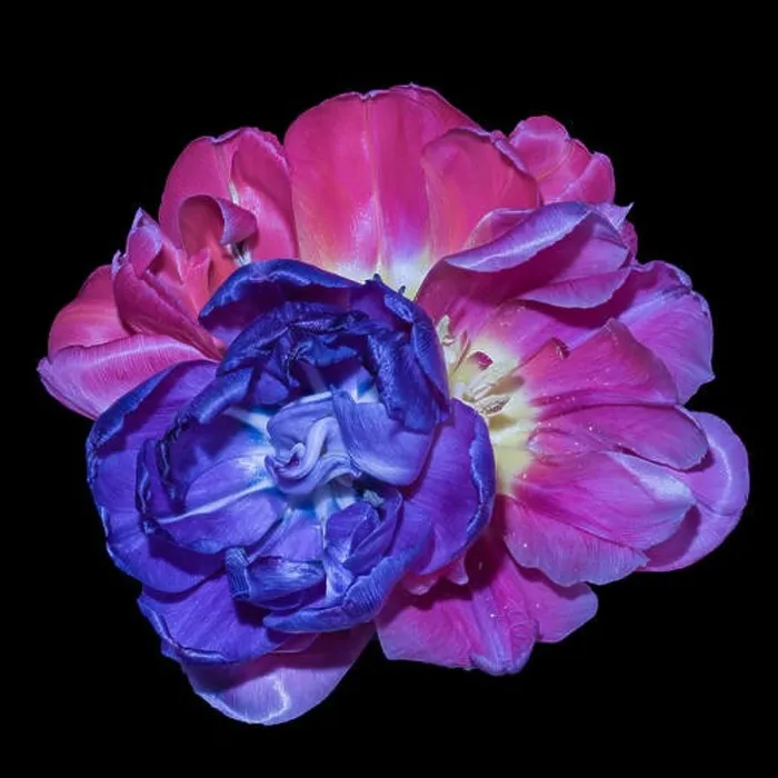 Framed Print : Fine art still life colorful macro flower portrait of a pair of isolated violet pink blue white fully wide opened Framed Print : Fine art still life colorful macro flower portrait of a pair of isolated violet pink blue white fully wide opened