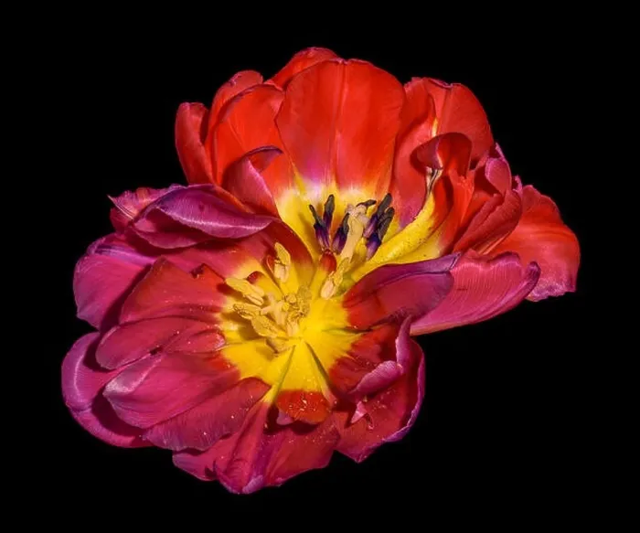 Framed Print : Fine art still life colorful macro flower portrait of a pair of isolated yellow red fully wide opened blooming tulip