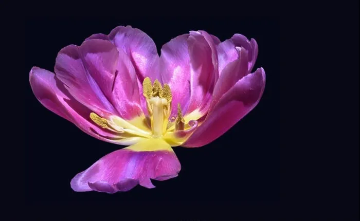 Framed Print : Fine art still life colorful macro flower portrait of a single isolated bright violet yellow fully wide opened blooming Framed Print : Fine art still life colorful macro flower portrait of a single isolated bright violet yellow fully wide opened blooming