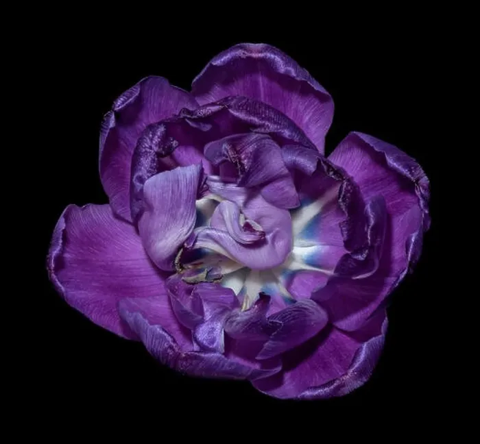 Framed Print : Fine art still life colorful macro flower portrait of a single isolated dark violet blue white fully wide opened Framed Print : Fine art still life colorful macro flower portrait of a single isolated dark violet blue white fully wide opened