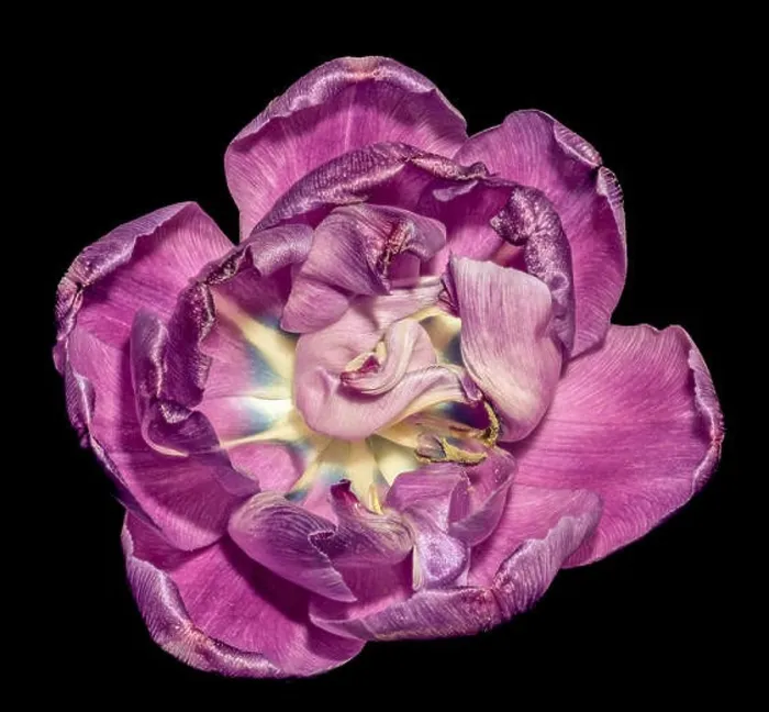 Framed Print : Fine art still life colorful macro flower portrait of a single isolated violet blue white fully wide opened blooming Framed Print : Fine art still life colorful macro flower portrait of a single isolated violet blue white fully wide opened blooming
