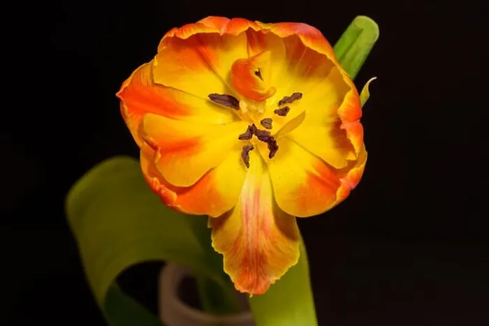 Framed Print : Fine art still life colorful macro flower portrait of a single isolated yellow red fully wide open yellow red blooming Framed Print : Fine art still life colorful macro flower portrait of a single isolated yellow red fully wide open yellow red blooming