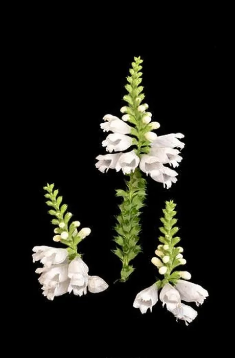 Framed Print : Fine art still life colorful macro image of three blossoms of a green white false dragonhead / obedient / obedience plant Framed Print : Fine art still life colorful macro image of three blossoms of a green white false dragonhead / obedient / obedience plant