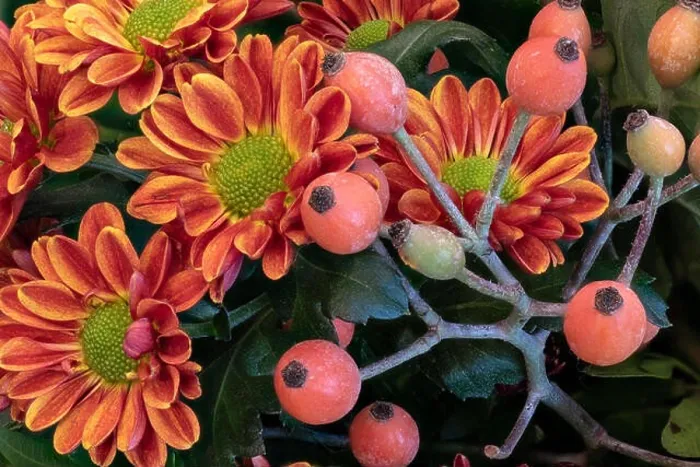 Framed Print : Fine art still life colorful macro image of a flower bouquet with orange red green yellow chrysanthemums / aster Framed Print : Fine art still life colorful macro image of a flower bouquet with orange red green yellow chrysanthemums / aster
