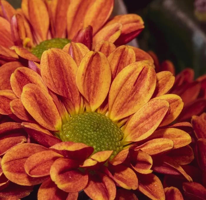 Framed Print : Fine art still life colorful macro image of a flower bouquet with orange red green yellow chrysanthemums / aster in Framed Print : Fine art still life colorful macro image of a flower bouquet with orange red green yellow chrysanthemums / aster in