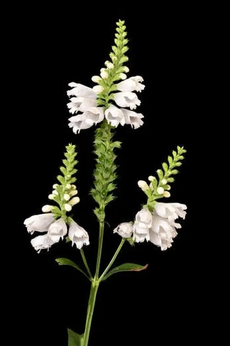 Framed Print : Fine art still life colorful macro image of a green white false dragonhead / obedient / obedience plant with stem Framed Print : Fine art still life colorful macro image of a green white false dragonhead / obedient / obedience plant with stem