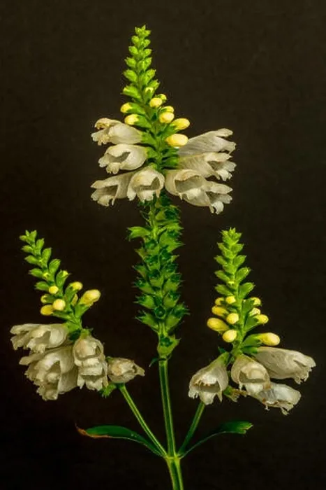 Framed Print : Fine art still life colorful macro image of a green white straight false dragonhead / obedient / obedience plant with three Framed Print : Fine art still life colorful macro image of a green white straight false dragonhead / obedient / obedience plant with three