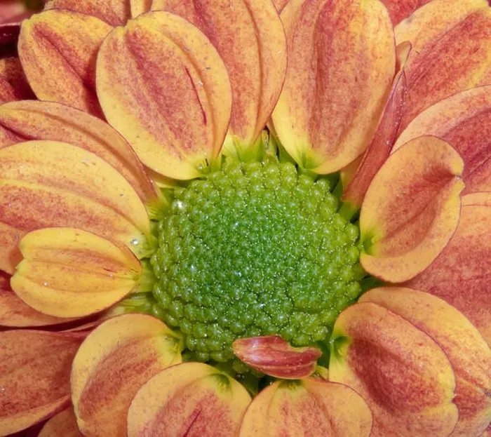 Framed Print : Fine art still life colorful macro image of the inner of a single isolated orange red green yellow chrysanthemum Framed Print : Fine art still life colorful macro image of the inner of a single isolated orange red green yellow chrysanthemum