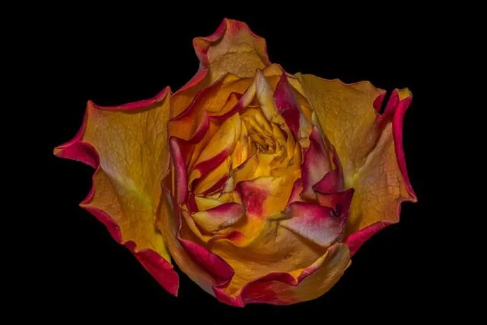 Framed Print : Fine art still life colorful macro image of a single isolated orange red yellow rose blossom in surrealistic vintage Framed Print : Fine art still life colorful macro image of a single isolated orange red yellow rose blossom in surrealistic vintage