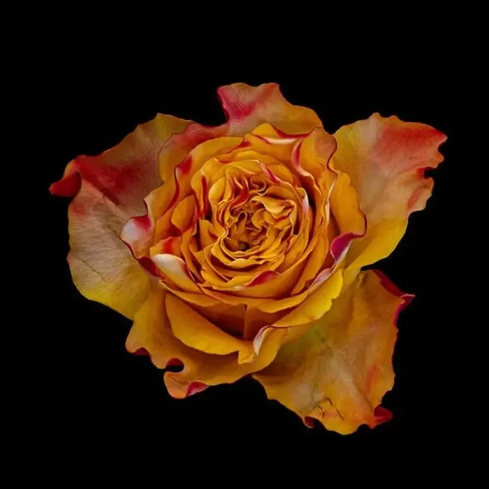 Framed Print : Fine art still life colorful macro image of a single isolated orange red yellow rose blossom in surrealistic vintage Framed Print : Fine art still life colorful macro image of a single isolated orange red yellow rose blossom in surrealistic vintage