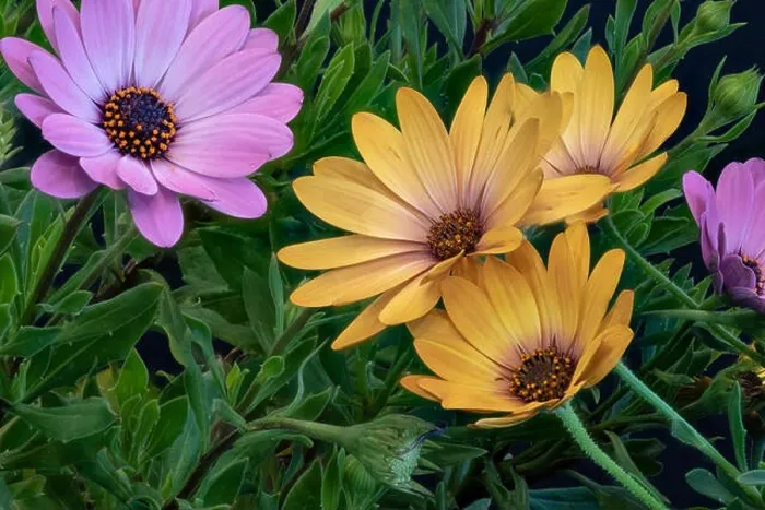 Framed Print : Fine art still life colorful macro image of wide open blooming yellow pink african cape daisy / marguerite blossoms in Framed Print : Fine art still life colorful macro image of wide open blooming yellow pink african cape daisy / marguerite blossoms in