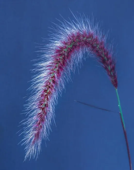 Framed Print : Fine art still life detailed color macro of a single isolated chinese pennisetum / chinese fountaing / dwarf