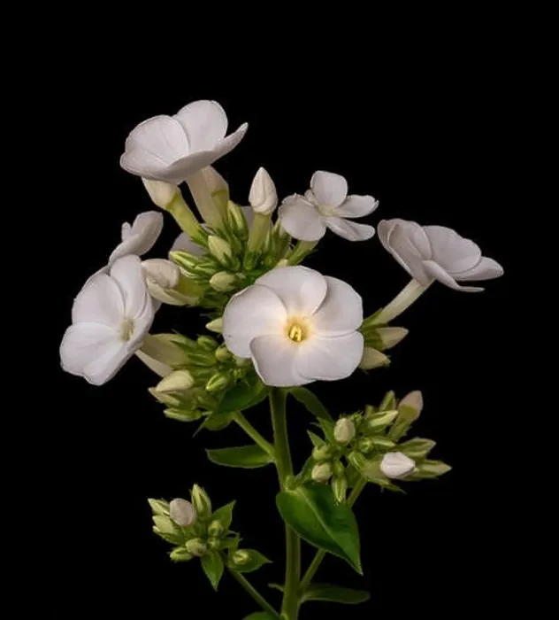 Framed Print : Fine art still life detailed floral macro photography of a single isolated stem of withe phlox with blossoms Framed Print : Fine art still life detailed floral macro photography of a single isolated stem of withe phlox with blossoms