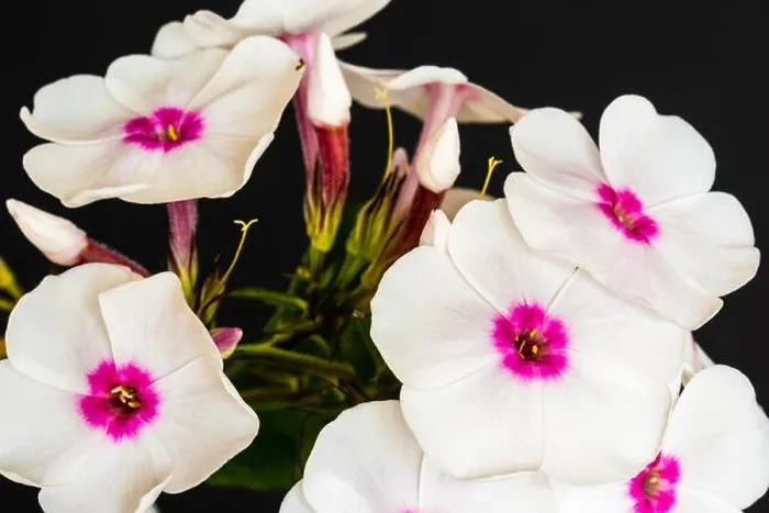 Framed Print : Fine art still life detailed floral macro photography of a single isolated stem of withe pink phlox with blossoms Framed Print : Fine art still life detailed floral macro photography of a single isolated stem of withe pink phlox with blossoms
