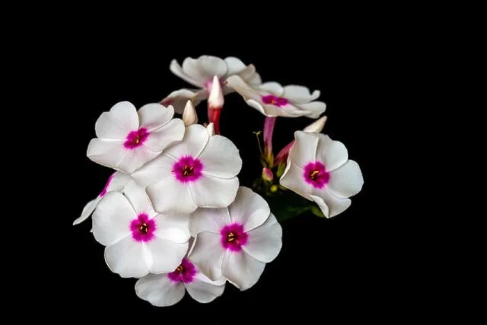 Framed Print : Fine art still life detailed floral macro photography of a single isolated stem of withe pink phlox with blossoms Framed Print : Fine art still life detailed floral macro photography of a single isolated stem of withe pink phlox with blossoms