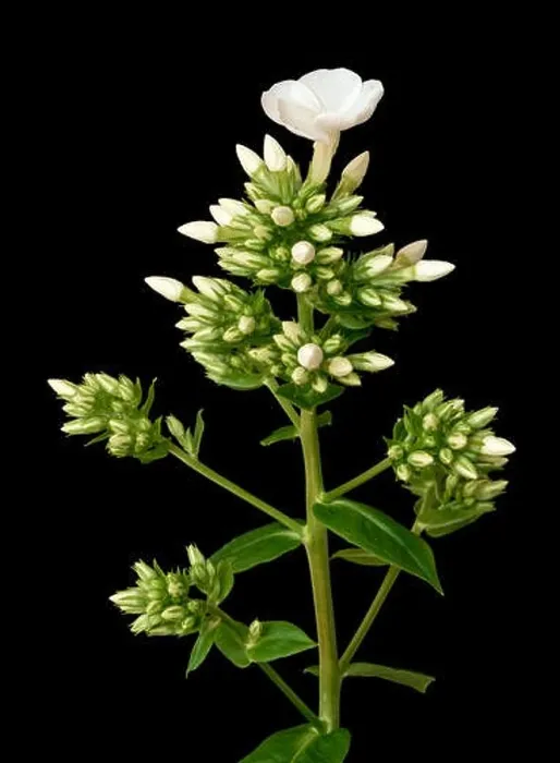Framed Print : Fine art still life detailed floral macro portrait of a single isolated stem of withe phlox with blossoms Framed Print : Fine art still life detailed floral macro portrait of a single isolated stem of withe phlox with blossoms