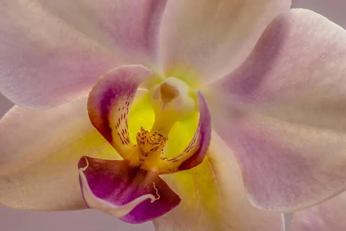Framed Print : Fine art still life detailed floral pastel color flower macro portrait of a isolated single violet yellow orchid Framed Print : Fine art still life detailed floral pastel color flower macro portrait of a isolated single violet yellow orchid