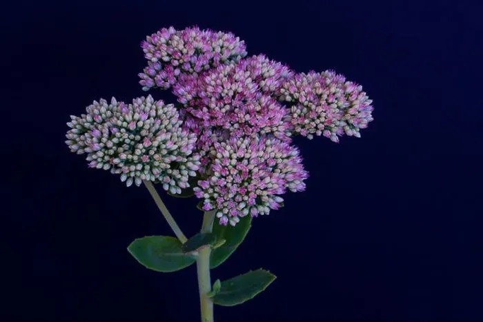 Framed Print : Fine art still life floral bright colorful macro of a single isolated stonecrop flower with evolving buds Framed Print : Fine art still life floral bright colorful macro of a single isolated stonecrop flower with evolving buds