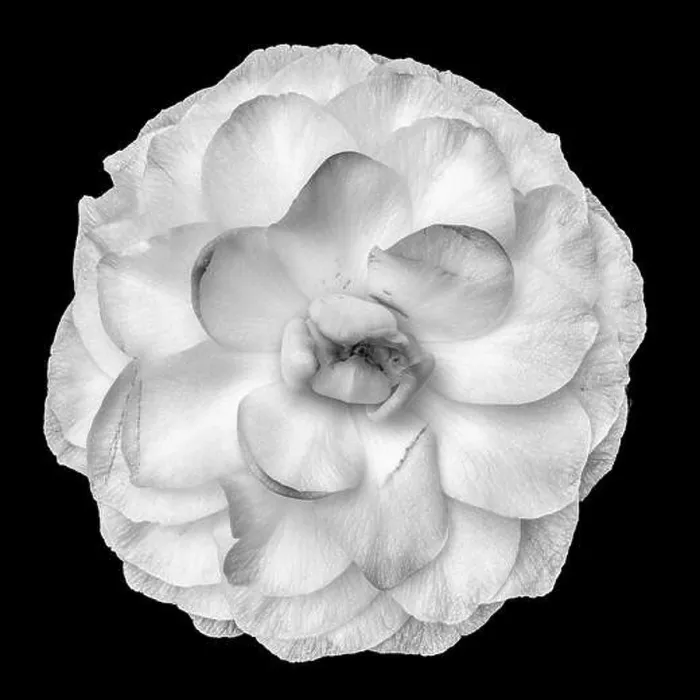Framed Print : Fine art still life floral bright monochrome blossom macro portrait of a single isolated white fully opened blooming Framed Print : Fine art still life floral bright monochrome blossom macro portrait of a single isolated white fully opened blooming