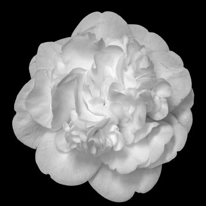 Framed Print : Fine art still life floral bright monochrome blossom macro portrait of a single isolated white fully opened blooming Framed Print : Fine art still life floral bright monochrome blossom macro portrait of a single isolated white fully opened blooming