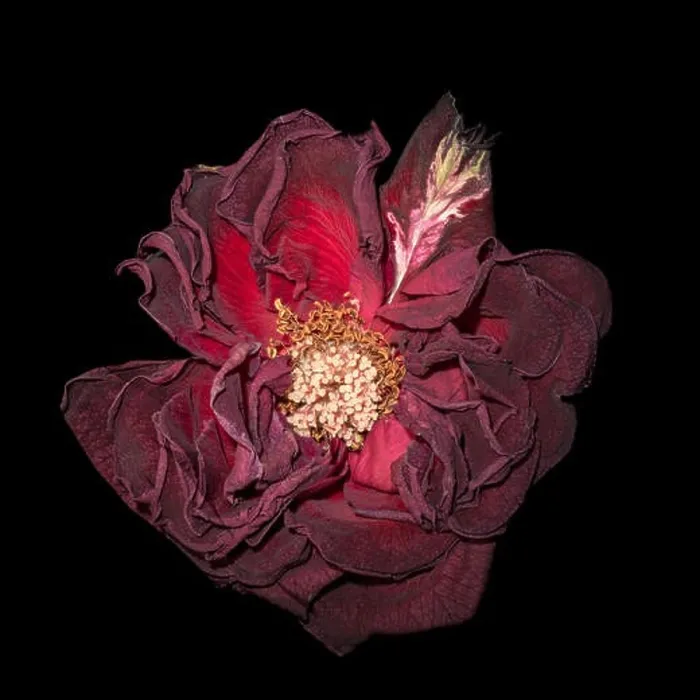 Framed Print : Fine art still life floral close up macro of an aged lush purple dark red velvety rose blossom with detailed texture Framed Print : Fine art still life floral close up macro of an aged lush purple dark red velvety rose blossom with detailed texture