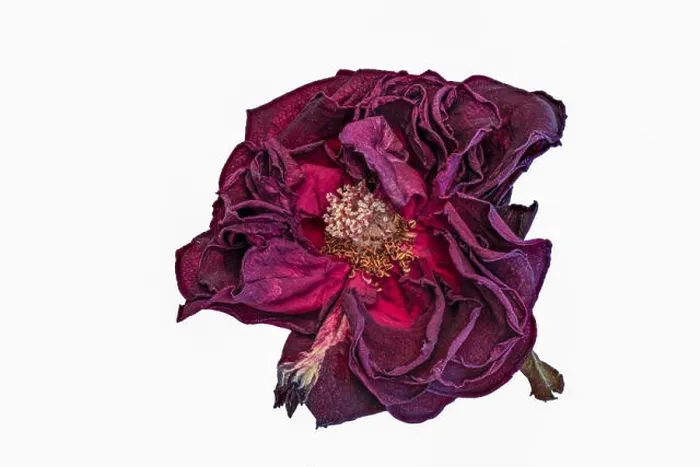 Framed Print : Fine art still life floral close up macro of an aged lush purple dark red velvety rose blossom with detailed texture Framed Print : Fine art still life floral close up macro of an aged lush purple dark red velvety rose blossom with detailed texture