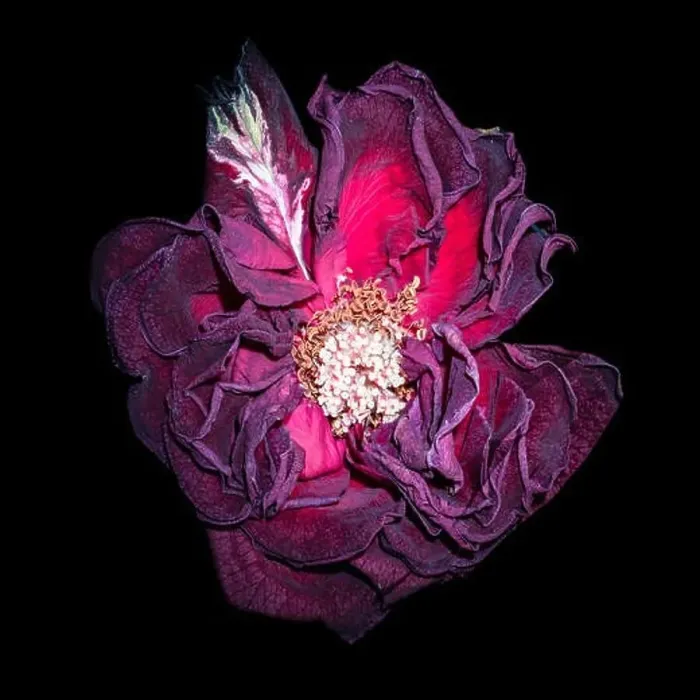 Framed Print : Fine art still life floral close up macro of an aged lush violet purple dark red velvety rose blossom with detailed Framed Print : Fine art still life floral close up macro of an aged lush violet purple dark red velvety rose blossom with detailed