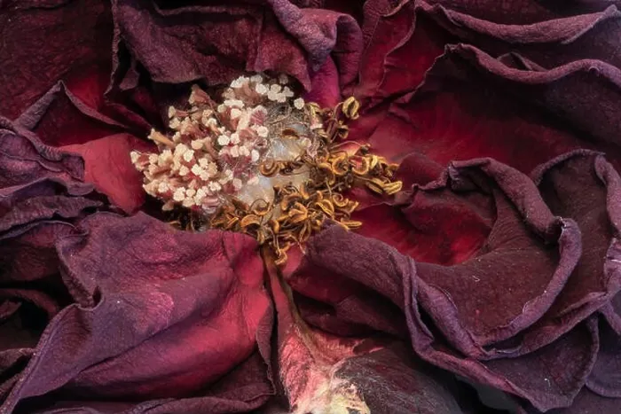 Framed Print : Fine art still life floral close up macro of the inner of an aged lush purple dark red velvety rose blossom with Framed Print : Fine art still life floral close up macro of the inner of an aged lush purple dark red velvety rose blossom with