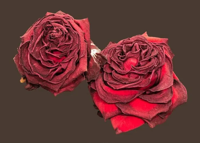 Framed Print : Fine art still life floral close up macro of a pair of aged lush purple dark red velvety rose blossoms with detailed