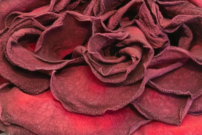 Framed Print : Fine art still life floral close up macro of petals of an aged lush purple dark red velvety rose blossom with detailed Framed Print : Fine art still life floral close up macro of petals of an aged lush purple dark red velvety rose blossom with detailed
