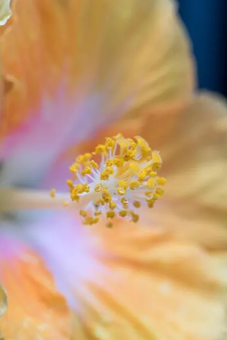 Framed Print : Fine art still life floral color macro flower image of the pistil of a single isolated blooming open yellow hibiscus Framed Print : Fine art still life floral color macro flower image of the pistil of a single isolated blooming open yellow hibiscus