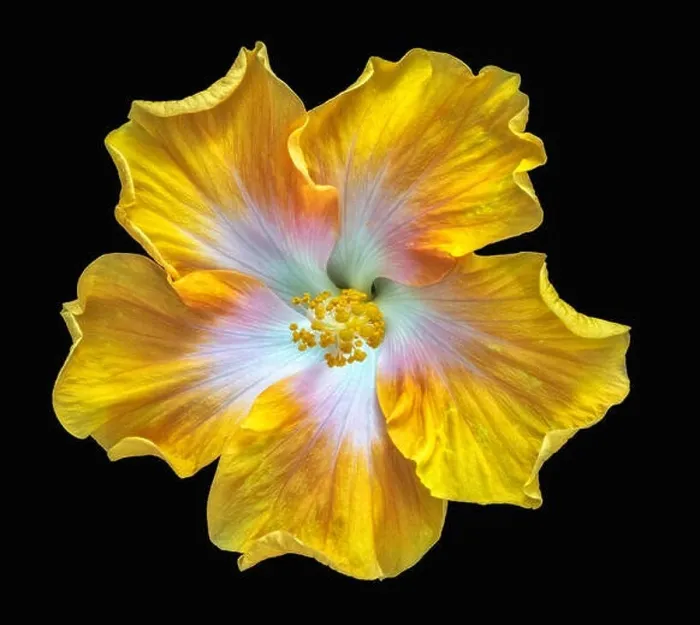 Framed Print : Fine art still life floral color macro flower photography of a single isolated blooming yellow red green wide open Framed Print : Fine art still life floral color macro flower photography of a single isolated blooming yellow red green wide open