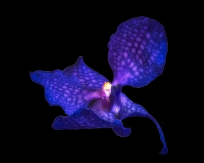Framed Print : Fine art still life floral color macro image of a single isolated dark blue orchid blossom on black background in Framed Print : Fine art still life floral color macro image of a single isolated dark blue orchid blossom on black background in