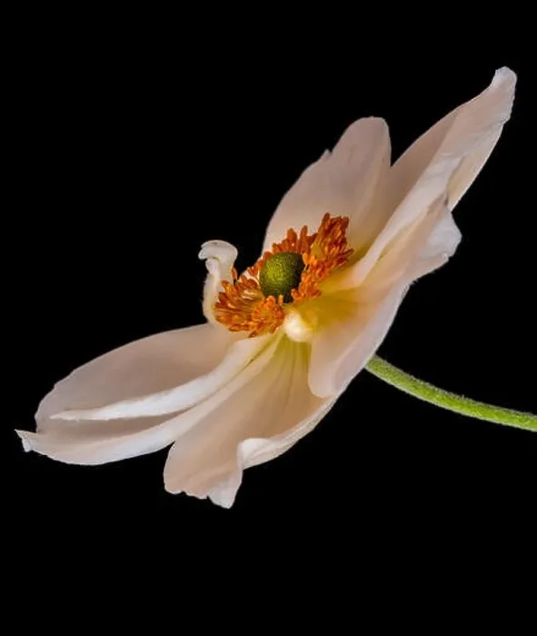 Framed Print : Fine art still life floral color macro image of a single isolated white autumn anemone blossom Framed Print : Fine art still life floral color macro image of a single isolated white autumn anemone blossom