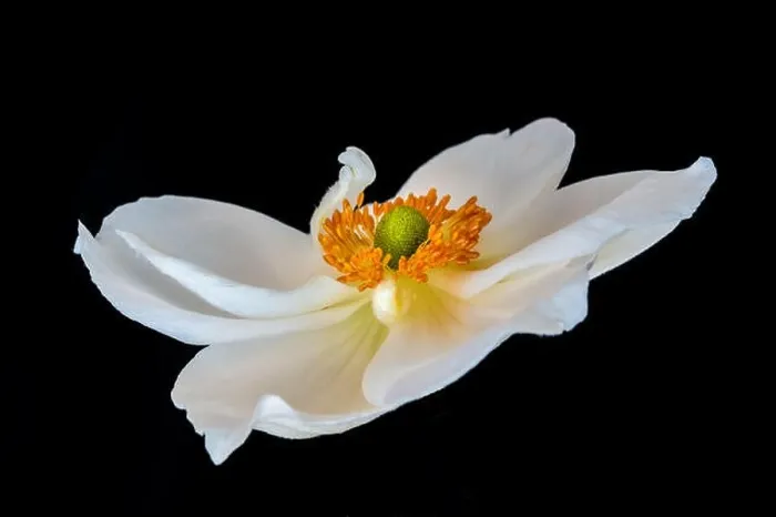 Framed Print : Fine art still life floral color macro image of a single isolated white autumn anemone blossom Framed Print : Fine art still life floral color macro image of a single isolated white autumn anemone blossom