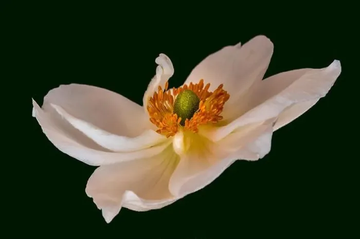 Framed Print : Fine art still life floral color macro image of a single isolated white autumn anemone blossom Framed Print : Fine art still life floral color macro image of a single isolated white autumn anemone blossom